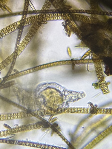 Philodina megalotrocha
