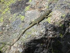 Archaeolacerta bedriagae
