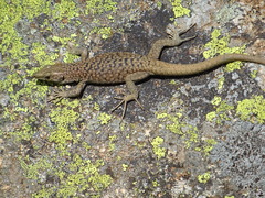 Archaeolacerta bedriagae