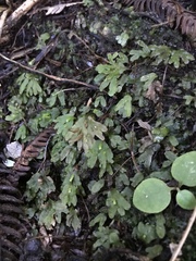 Symphyogyna hymenophyllum