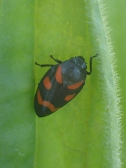 Cercopis