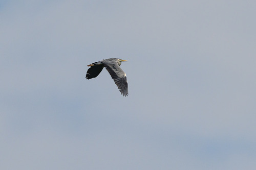 iNaturalist image