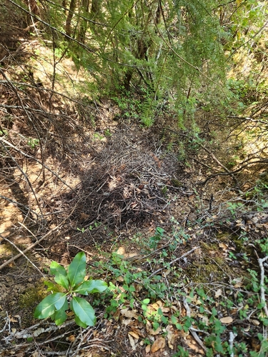 iNaturalist observation photo of Woodrats