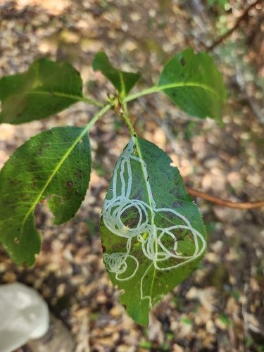 iNaturalist observation photo of Madrone Skin Miner