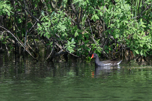 iNaturalist: (c) belkin_, some rights reserved (CC BY-NC) iNaturalist image