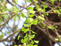 Ginkgo biloba
