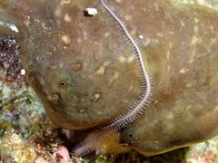 Macrophiothrix nereidina