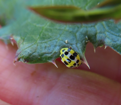 Variegated Fungus-eating Lady Beetle