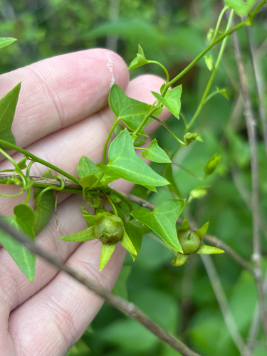Maurandella antirrhiniflora, photograph 2