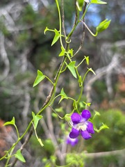 Maurandella antirrhiniflora, photograph Sophia K, CC BY, iNaturalist via GBIF