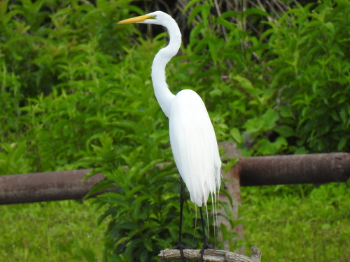 iNaturalist image
