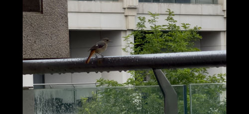 Daurian Redstart