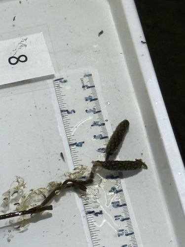 Pacific Tree Frog