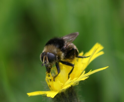 Narcissus Bulb Fly