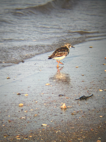 iNaturalist image