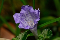 Strobilanthes rankanensis