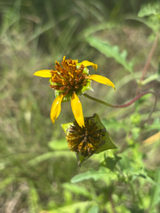 Tetragonotheca texana, photograph (c) Sophia K, some rights reserved (CC BY)