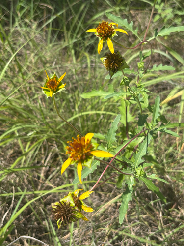 Tetragonotheca texana, photograph 3