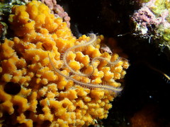 Macrophiothrix nereidina
