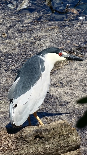 iNaturalist image