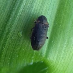 Hadrobregmus pertinax