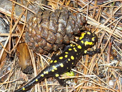 Salamandra corsica