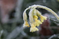 Primula elatior