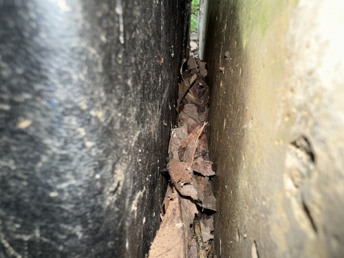 American Toad
