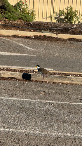 Black-shouldered Masked Lapwing