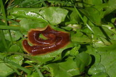 Arthurdendyus testaceus