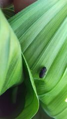 Hadrobregmus pertinax