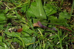 Arthurdendyus testaceus