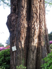 Ginkgo biloba