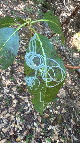 iNaturalist observation photo of Madrone Skin Miner