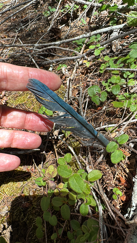 iNaturalist observation photo of Steller's Jay