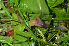 Arthurdendyus testaceus