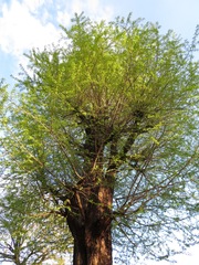 Ginkgo biloba