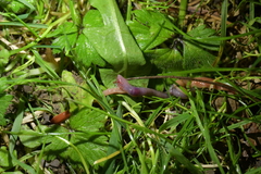 Arthurdendyus testaceus