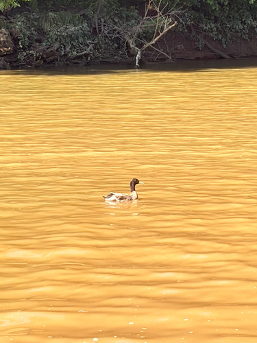 iNaturalist image