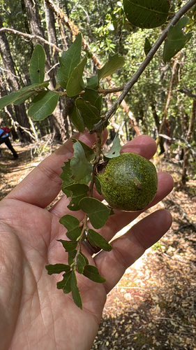 iNaturalist observation photo of Oak Gall Wasps