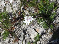 Iberis pectinata