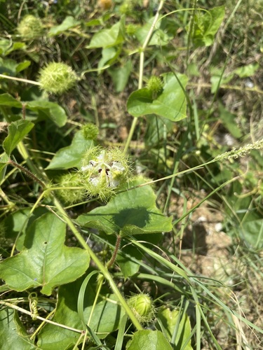 Orangefruit Passionflower