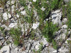 Iberis pectinata