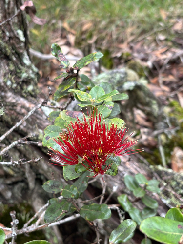 Metrosideros polymorpha observed 2026-06-04