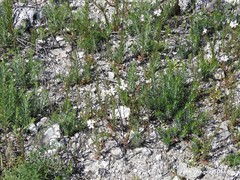 Iberis pectinata
