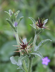 Centaurea sicula