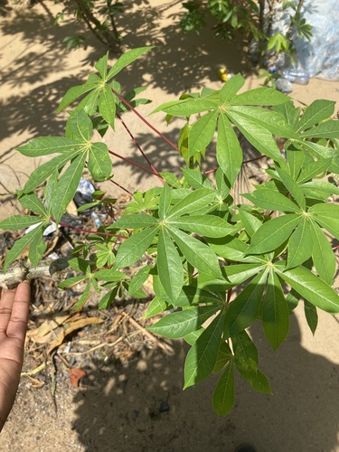 Cassava