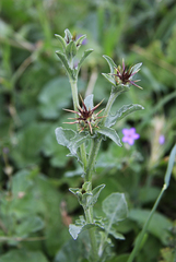 Centaurea sicula