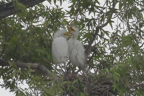 iNaturalist image