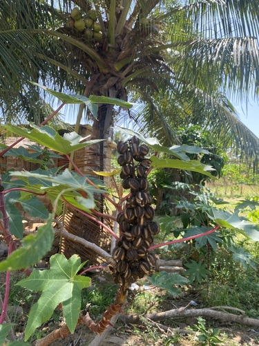 castor bean